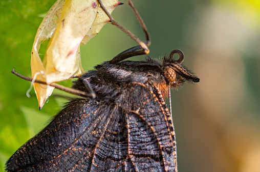 Newly emerged peacock butterfly resting on its empty cocoon