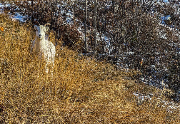 istock Dall sheep of Alaska 1348666078