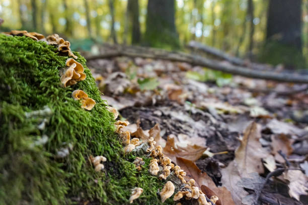 istock Moss and fungus on tree trunk 1348667483