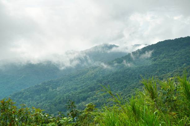 istock Fog on Doi Suthep mountain in chiang mai,Thailand 1348667533