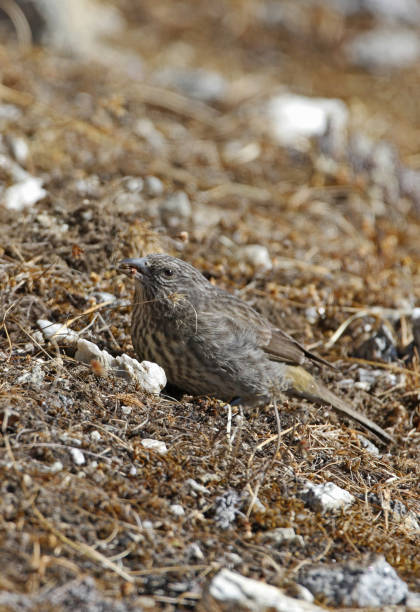 istock Brandt's Mountain-finch 1348667769