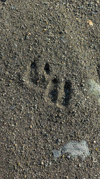 istock Dall lamb footprints in the soil 1348667858