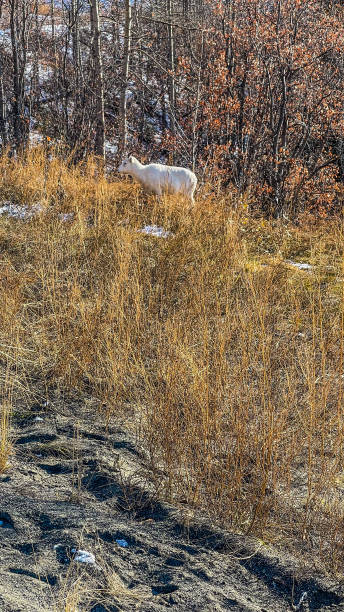 istock Dall sheep graze on bushes along the roadway 1348668009