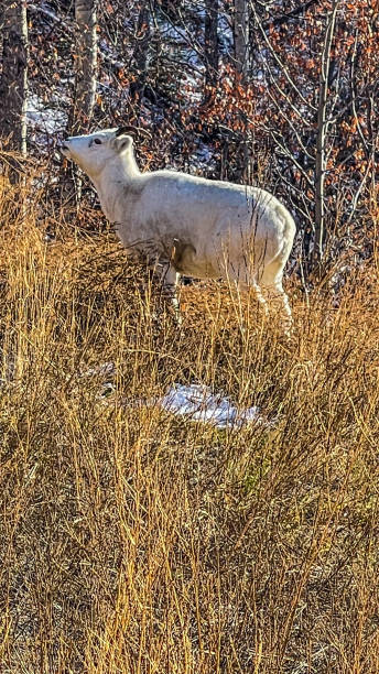 istock Dall sheep grazing on bushes in Alaska 1348668028