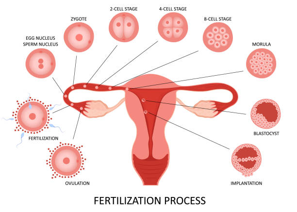 Female reproductive system ovulation and fertilization process stages on white background, flat vector illustration Female reproductive system ovulation and fertilization process stages on white background, flat vector illustration fertilized egg stock illustrations