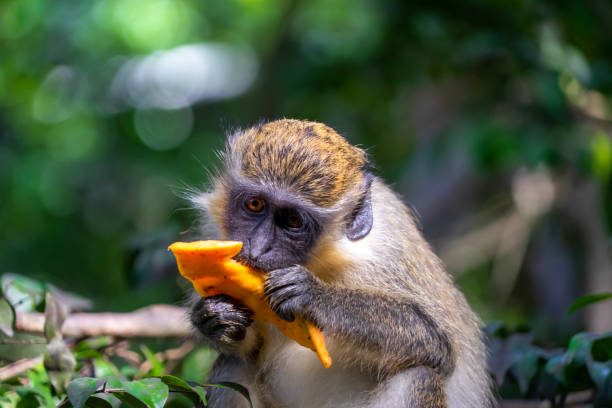 mono verde- monos de barbados comiendo fruta proporcionada en un santuario de animales. - barbados fotografías e imágenes de stock