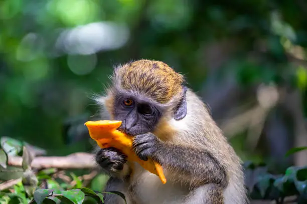 Green monkey - monkeys from Barbados eating fruit provided at an animal sanctuary.