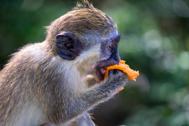 istock Green monkey - monkeys from Barbados eating fruit provided at an animal sanctuary. 1348669784