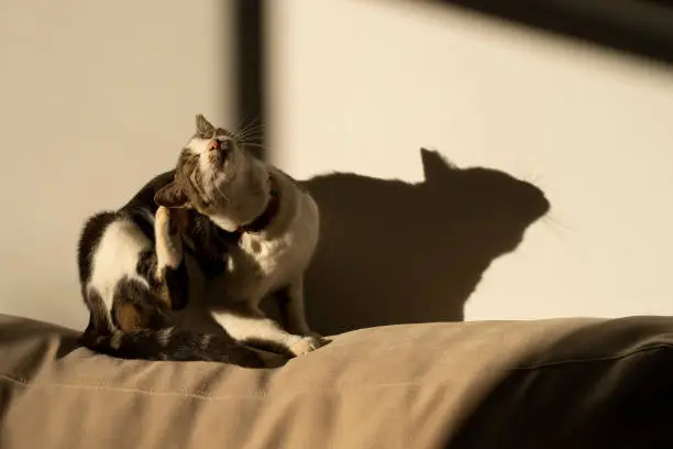A tabby cat scratching its neck in the sunlight on a sofa, its shadow on the adjacent wall..