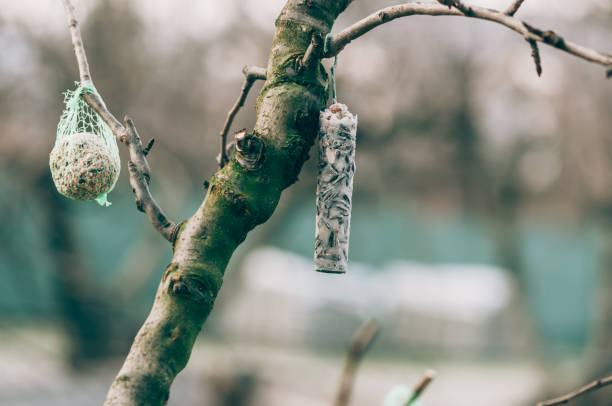 istock food for birds in winter 1348671985