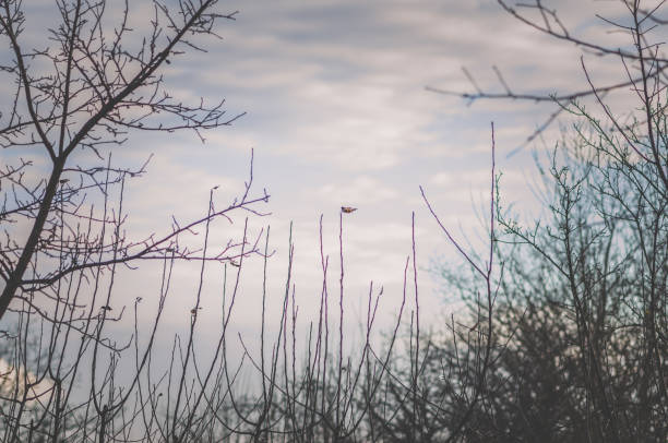 empty tree without leaves in autumnal atmosphere in the country
