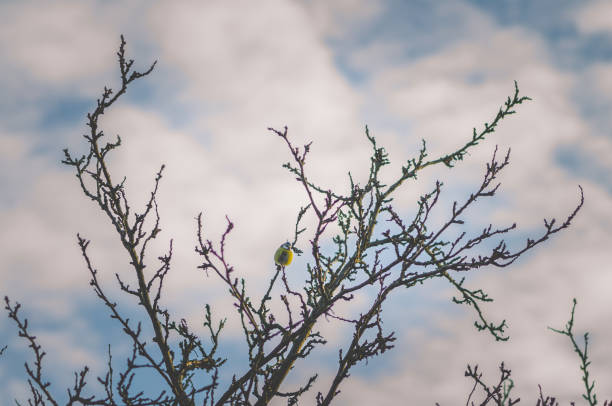 empty tree without leaves in autumnal atmosphere in the country