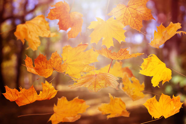 istock falling autumn yelow leafs on blured forest natural background 1348672792
