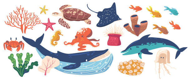 zestaw zwierząt i roślin morskich, izolowane wodorosty, żółw, wieloryb i zbocze, meduzy, ośmiornica lub delfin z konikiem morskim - meal whale mammal animal stock illustrations