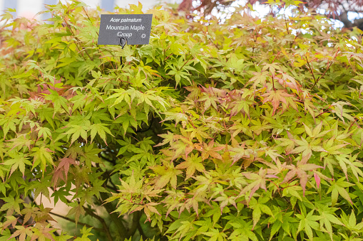 Acer Palmatum (Mountain Maple Group) in London, England