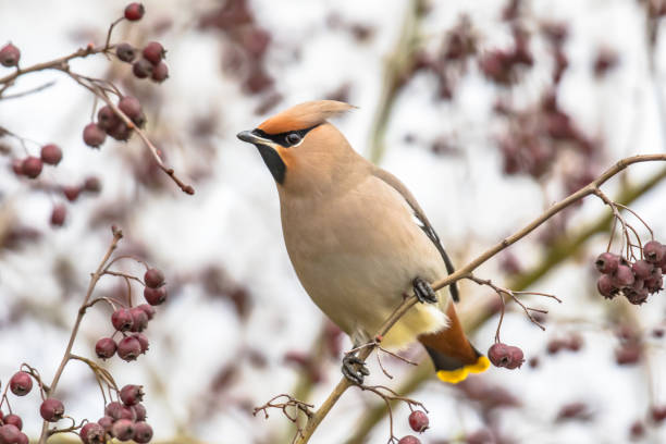 istock Bohemian waxwing feeding on red berries in tree 1348673057