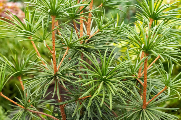 japonês umbrella pine 'shooting star' (sciadopitys verticillata) em londres, inglaterra - parasol pine - fotografias e filmes do acervo