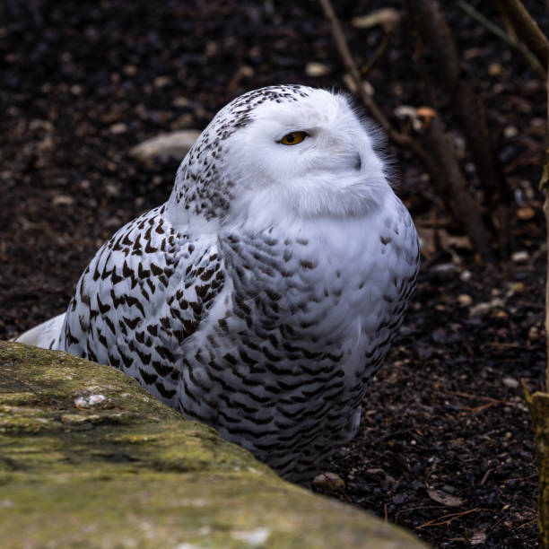 die schneeeule (bubo scandiacus) ist eine große, weiße eule aus der familie der eulen - owl snowy owl snow isolated stock-fotos und bilder