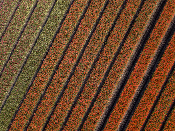 istock Aerial view Tulip field 1348674913