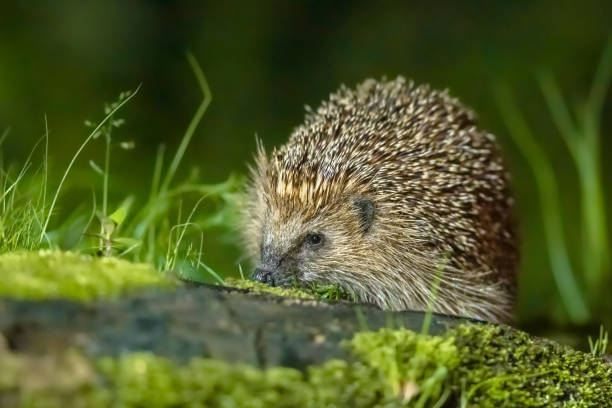 istock European hedgehog with forest background 1348675025
