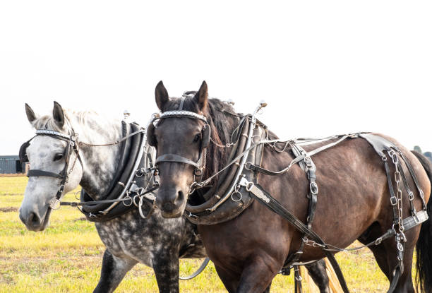 istock Autumn Draft Horses In A Field 1348675071