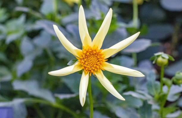 Dahlia in London, England