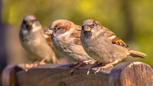 istock Group of House Sparrow 1348675178