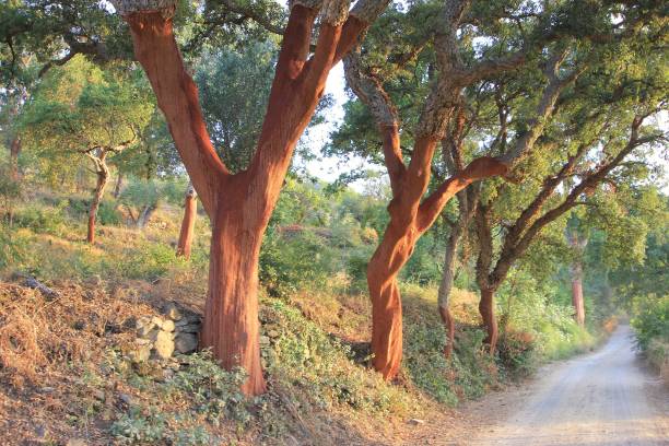 cork oaks on the wayside - mantar ağacı stok fotoğraflar ve resimler