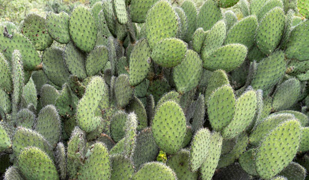 Prickly Pear Cactus Close Up stock photo