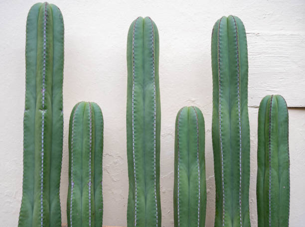 istock Cactus plants along outdoor wall 1348677338