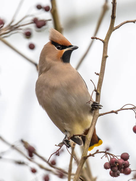 istock Bohemian waxwing feeding on red berries in tree 1348678459