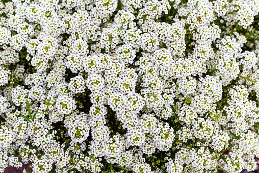 White Lobularia maritima flowers in the garden.