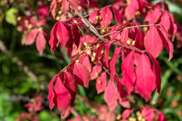 follaje rojo y frutos de euonymus alatus. - burning bush fotografías e imágenes de stock