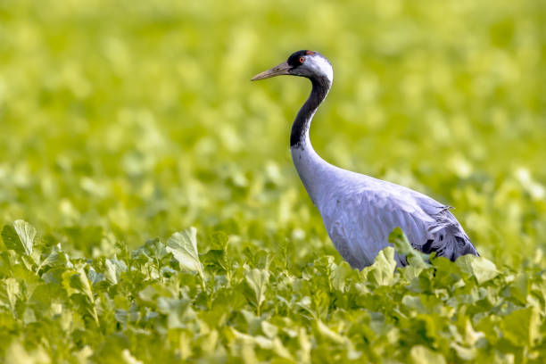 istock Common crane walking in agricultural field 1348679344