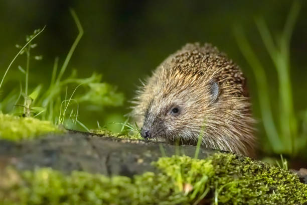 istock European hedgehog with forest background 1348679371