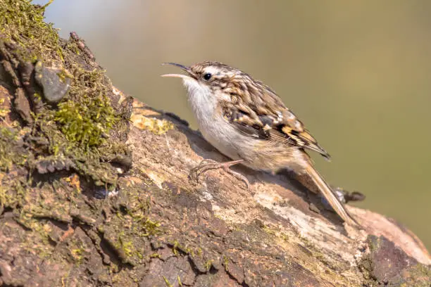 Short-toed treecreeper (Certhia brachydactyla) bird foraging on tree trunk in old forest. Wildlife in nature. Netherlands