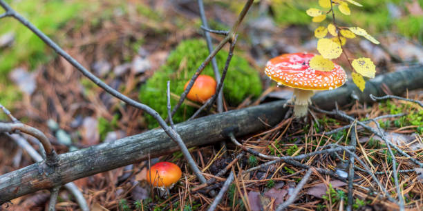 champignon rouge mouche agaric dans la forêt d’automne, faible profondeur de champ. - mushroom fly agaric mushroom photograph toadstool photos et images de collection