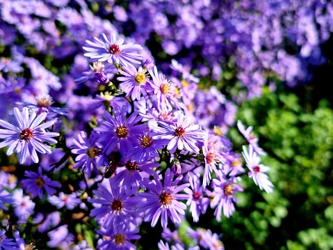 Close-up of the bright purple flowers of an autumn aster.