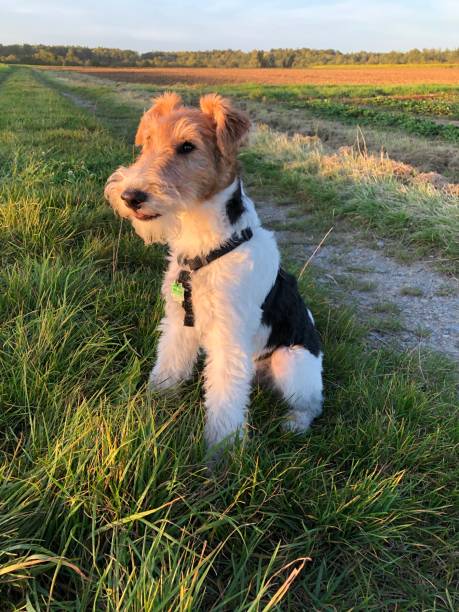 istock A dog is enjoying the sunset 1348681227