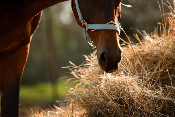 istock bay horse in halter eating hay 1348681264
