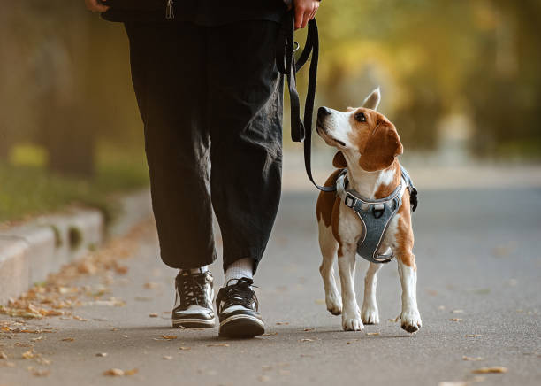 istock Beagle with the owner walking in the park 1348681284