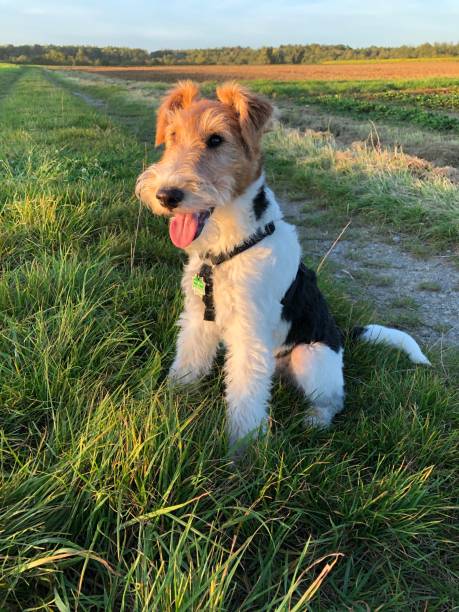 istock A happy dog is watching the sunset 1348681312