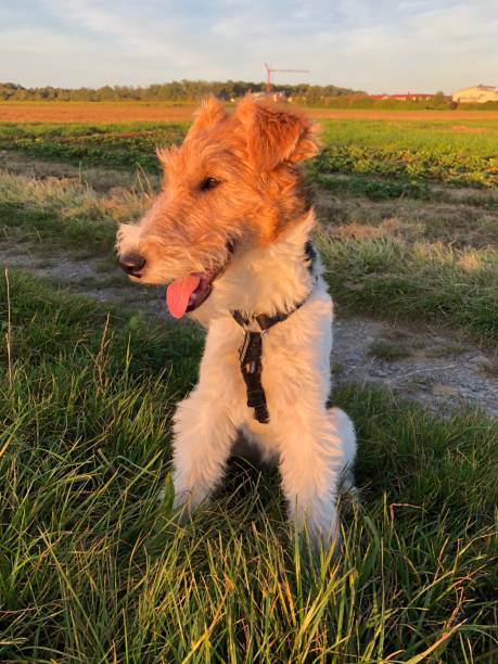 istock A dog looks into the evening sun 1348681924
