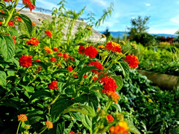 Lantana camara  they ar part of the verbena family (Verbenaceae). The image was captured in a herbal garden during autumn season.