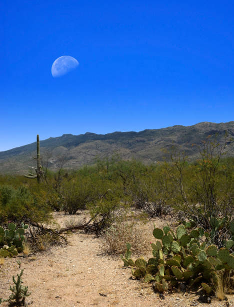 istock Sonora desert in central Arizona 1348693869
