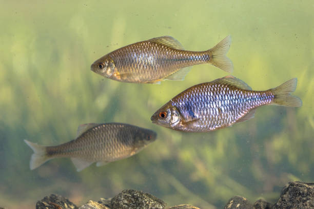 istock European bitterling three fish natural environment 1348694358