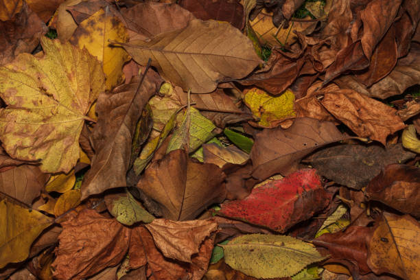 istock colorful autumn leaves 1348696576