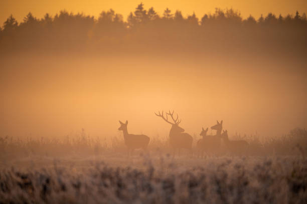 Red deers in wildlife