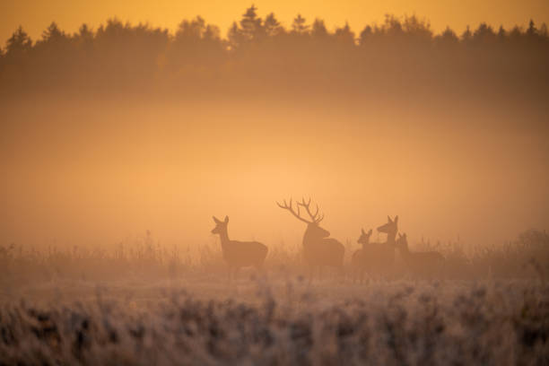 Red deers in wildlife Deers in mating season in picturesque autumn sunny morning. Red deers in wildlife. taxidermy stock pictures, royalty-free photos & images