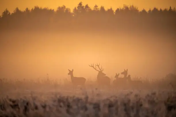 Photo of Red deers in wildlife